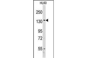 Western blot analysis of anti-VARS Antibody in HL60 cell line lysates (35ug/lane) (VARS anticorps  (AA 679-707))