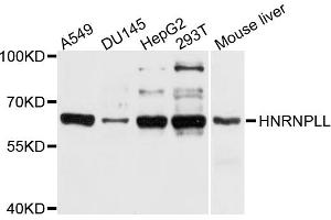 Western blot analysis of extracts of various cell lines, using HNRNPLL antibody (ABIN4903954) at 1:1000 dilution. (HNRPLL anticorps)