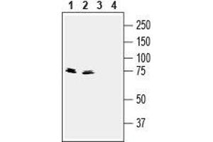 Western blot analysis of mouse (lanes 1 and 3) and rat (lanes 2 and 4) brain lysates: - 1,2. (Synapsin III anticorps  (C-Term, Extracellular))
