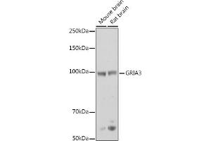 Western blot analysis of extracts of various cell lines, using GRI antibody (ABIN6127964, ABIN6141386, ABIN6141387 and ABIN6218189) at 1:500 dilution. (Glutamate Receptor 3 anticorps  (AA 200-490))