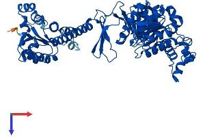 AlphaFold protein structure predicition of Mouse Recombinant Atic Protein, UniprotID Q9CWJ9