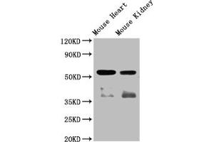 Western Blot Positive WB detected in: Mouse heart tissue,Mouse kidney tissue All lanes: ompF antibody at 1:2000 Secondary Goat polyclonal to rabbit IgG at 1/50000 dilution Predicted band size: 57 kDa Observed band size: 57 kDa (Angiopoietin 4 anticorps  (AA 25-144))