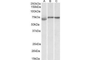 ABIN1590025 (1µg/ml) staining of Human (A), Mouse (B) and Rat (C) Testis lysate (35µg protein in RIPA buffer).