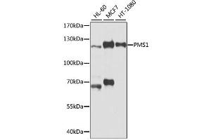Western blot analysis of extracts of various cell lines, using PMS1 antibody (ABIN1874173) at 1:1000 dilution. (PMS1 anticorps)