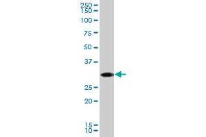 CDK5 MaxPab polyclonal antibody.