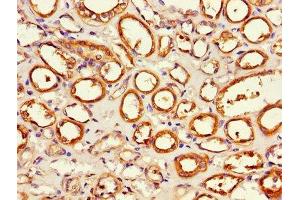 Immunohistochemistry of paraffin-embedded human kidney tissue using ABIN7143250 at dilution of 1:100 (APEH anticorps  (AA 201-500))