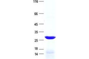 Validation with Western Blot