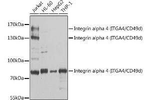 Western blot analysis of extracts of various cell lines, using Integrin alpha 4 (ITG/CD49d) antibody (ABIN3021105, ABIN3021106, ABIN3021107 and ABIN6213953) at 1:1000 dilution.