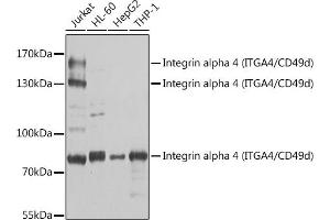 Western blot analysis of extracts of various cell lines, using Integrin alpha 4 (ITG/CD49d) antibody (ABIN3021105, ABIN3021106, ABIN3021107 and ABIN6213953) at 1:1000 dilution. (ITGA4 anticorps  (C-Term))