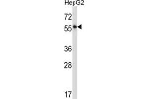 Western Blotting (WB) image for anti-Nuclear Factor I/A (NFIA) antibody (ABIN2997755) (NFIA anticorps)