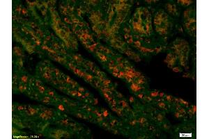 Formalin-fixed and paraffin embedded mouse intestine labeled with Rabbit Anti Acetyl-Histone H4(K16) Polyclonal Antibody, Unconjugated (ABIN1387532) at 1:200, overnight at 4°C, The secondary antibody was Goat Anti-Rabbit IgG, Cy3 conjugated used at 1:200 dilution for 40 minutes at 37°C. (Histone H4 anticorps  (acLys17))