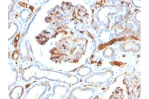 Formalin-fixed, paraffin-embedded human Kidney stained with Adiponectin Mouse Monoclonal Antibody (ADPN/1370). (ADIPOQ anticorps  (AA 145-226))