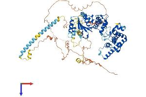 AlphaFold protein structure predicition of Human Recombinant YME1L1 Protein, UniprotID Q96TA2