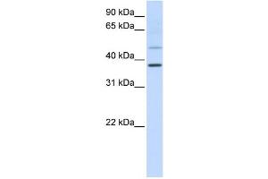 Western Blotting (WB) image for anti-POU Class 6 Homeobox 1 (POU6F1) antibody (ABIN2459125) (POU6F1 anticorps)