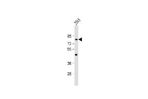 Anti-C21orf29 Antibody (Center) at 1:1000 dilution + 293 whole cell lysate Lysates/proteins at 20 μg per lane. (TSPEAR anticorps  (AA 293-320))