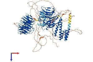 AlphaFold protein structure predicition of Human Recombinant WDHD1 Protein, UniprotID O75717