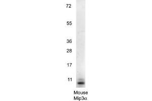 Western blot using  anti-Mouse MIP3a antibody shows detection of a band ~11 kDa in size corresponding to recombinant mouse MIP3a. (CCL20 anticorps)