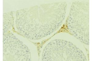 ABIN6277581 at 1/100 staining Mouse testis tissue by IHC-P. (WNT7A anticorps  (Internal Region))