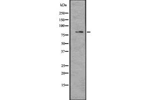 Western blot analysis of MAGD4 expression in U373 cell lysate;,The lane on the left is treated with the antigen-specific peptide. (MAGED4B anticorps  (Internal Region))