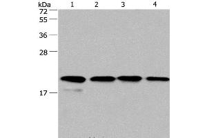 Western Blot analysis of PC3 and 293T cell, Human liver cancer tissue and hela cell using Cyclophilin F Polyclonal Antibody at dilution of 1:500 (PPIF anticorps)