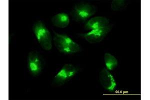 Immunofluorescence of purified MaxPab antibody to ACBD3 on HeLa cell. (ACBD3 anticorps  (AA 1-528))