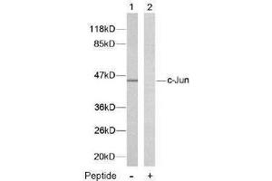 Image no. 2 for anti-Jun Proto-Oncogene (JUN) (Thr239) antibody (ABIN197134) (C-JUN anticorps  (Thr239))
