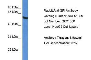 Western Blotting (WB) image for anti-Glucose-6-Phosphate Isomerase (GPI) (C-Term) antibody (ABIN2788669)