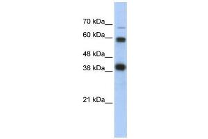 WB Suggested Anti-NRF1  Antibody Titration: 0. (NRF1 anticorps  (N-Term))