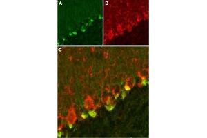 Expression of KVβ2 in mouse cerebellum - Immunohistochemical staining of mouse cerebellum using Anti-KVβ2 Antibody (ABIN7043512 and ABIN7045014).