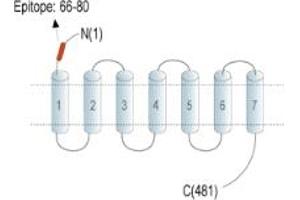 anti-G Protein-Coupled Receptor 37 Like 1 (GPR37L1) (AA 66-80), (Extracellular), (N-Term) antibody