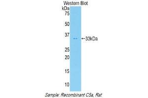 Western Blotting (WB) image for anti-Complement Component 5a (C5a) (AA 12-64) antibody (ABIN1858197) (C5A anticorps  (AA 12-64))