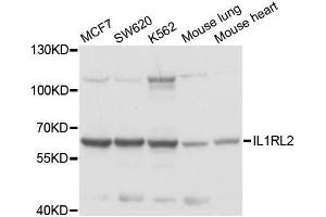 Western blot analysis of extracts of various cell lines, using IL1RL2 antibody. (IL1RL2 anticorps  (AA 1-116))