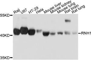 Western blot analysis of extracts of various cell lines, using RNH1 antibody. (RNH1 anticorps)