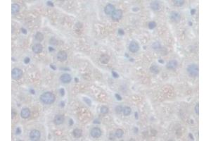 IHC-P analysis of Mouse Liver Tissue, with DAB staining. (GFER anticorps  (AA 13-198))