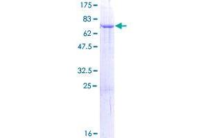 Image no. 1 for Stomatin (EPB72)-Like 1 (STOML1) (AA 1-398) protein (GST tag) (ABIN1321728)