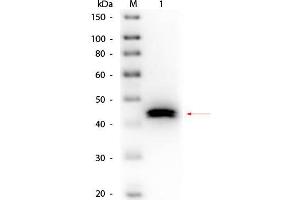 Western Blot of Goat anti-Pepsin Antibody Biotin Conjugated. (Pepsin anticorps  (Biotin))