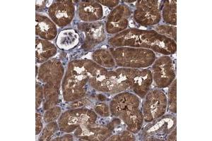Immunohistochemical staining of human kidney with CNTN5 polyclonal antibody  shows strong cytoplasmic positivity in tubular cells at 1:50-1:200 dilution. (Contactin 5 anticorps)