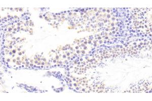 Detection of PCDH15 in Mouse Testis Tissue using Polyclonal Antibody to Protocadherin 15 (PCDH15) (PCDH15 anticorps  (AA 45-270))