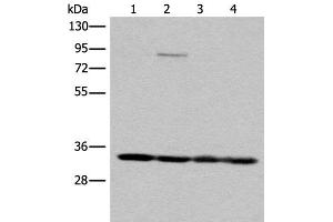 Western blot analysis of K562 HEPG2 231 and Jurkat cell lysates using MRPL1 Polyclonal Antibody at dilution of 1:350