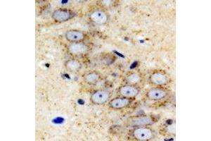 Immunohistochemical analysis of IGFBP5 staining in mouse brain formalin fixed paraffin embedded tissue section. (IGFBP5 anticorps)