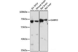 Western blot analysis of extracts of various cell lines using GABRD Polyclonal Antibody at dilution of 1:1000.