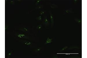 Immunofluorescence of purified MaxPab antibody to GCC1 on HeLa cell.