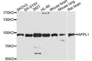 Western blot analysis of extracts of various cells，using APPL1 antibody. (APPL1 anticorps)