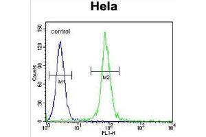 ADO Antibody (C-term) flow cytometric analysis of Hela cells (right histogram) compared to a negative control cell (left histogram). (ADO anticorps  (C-Term))