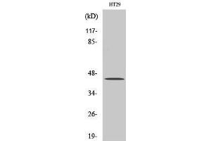 Western Blot (WB) analysis of HT29 cells using TGFbeta1 Polyclonal Antibody.