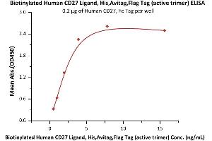 Immobilized Human CD27, Fc Tag (ABIN2180735,ABIN2180734) at 2 μg/mL (100 μL/well) can bind Biotinylated Human CD27 Ligand, His,Avitag,Flag Tag (active trimer) (MALS verified) (ABIN6951035,ABIN6952257) with a linear range of 0.
