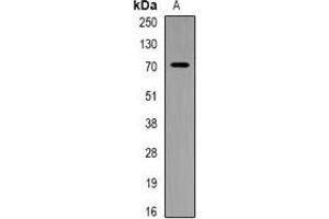 Western blot analysis of PIP5K1 alpha expression in Hela (A) whole cell lysates. (PIP5K1A anticorps)