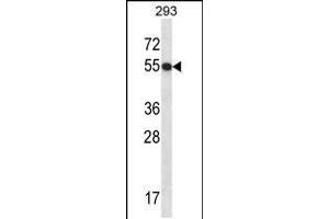 Western blot analysis in 293 cell line lysates (35ug/lane).