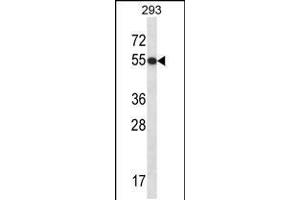 Western blot analysis in 293 cell line lysates (35ug/lane). (GTF2E1 anticorps  (N-Term))