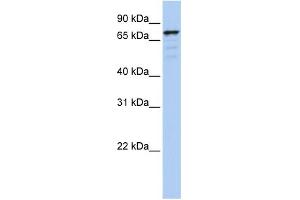 WB Suggested Anti-GOLGA5 Antibody Titration:  0. (GOLGA5 anticorps  (N-Term))